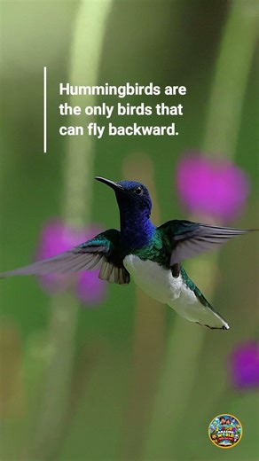 Hummingbird video#kidslearning #birds #youtubeshorts #shortsfeed #shorts #hummingbird #amazingfacts