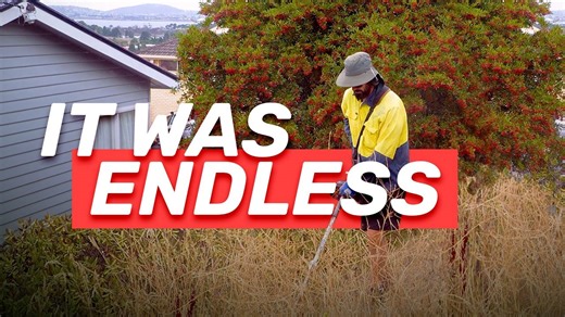 I transformed a yard in 5 hours! 🌿