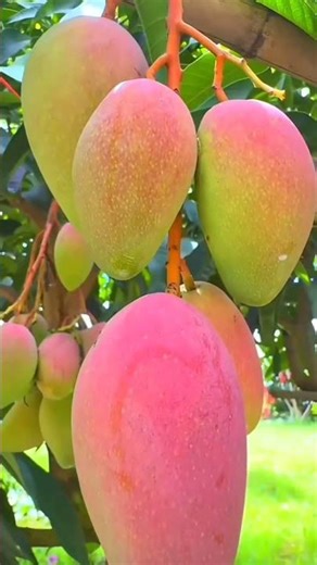 Modern Technology of Mango Production in China😃#amazingfruit