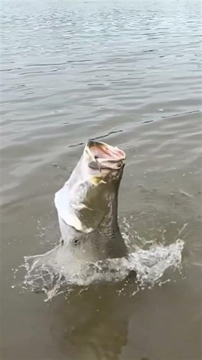 BOOM! A huge fish exploded on it out of nowhere. #fishingcore #fishing #fishingshorts