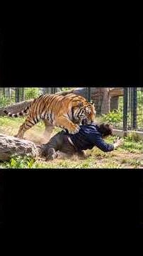 Man Killed in Tiger Attack at Yorkshire Wildlife Park, Police Investigate