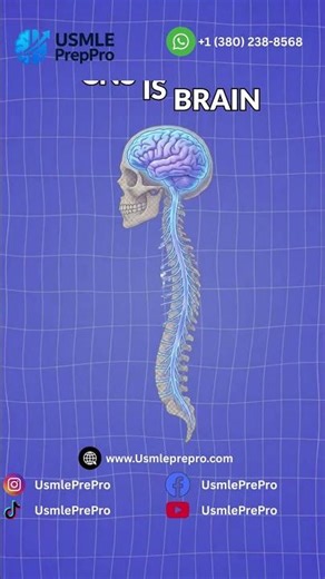 CNS vs. PNS: Simple Neuroanatomy for USMLE | USMLE PrepPro