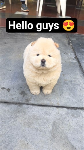 Mere Chow chow 😍 ki kahani #shorts #minivlog #puppy