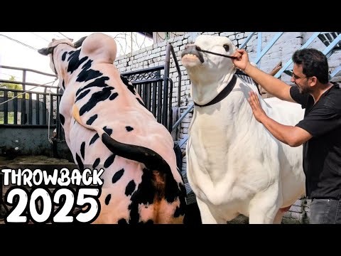 My 2025 whole journey vlog 😍 - Hakim is BACK 😎 - Happy New Year 2026