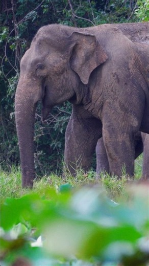 😳 Look How HUGE This Elephant Is Up Close! 🐘