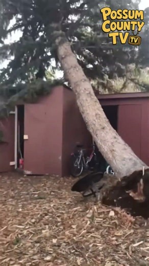 Massive tree destroys backyard structure #ouch