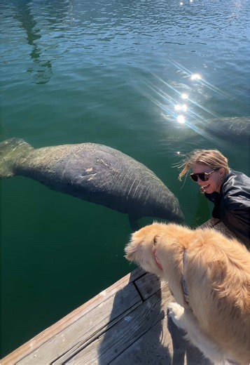 Manatee Encounters with Dogs in Key West