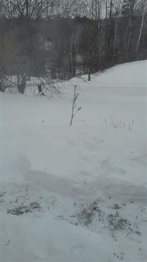 Squirrel Pops Up From Snow || ViralHog