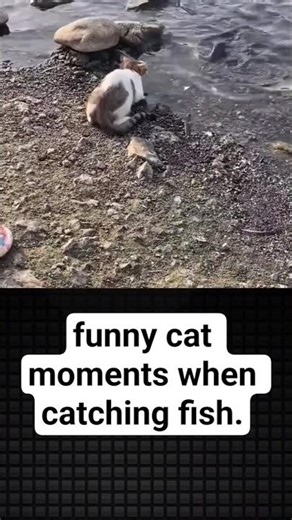 funny cat moments when catching fish. #cat