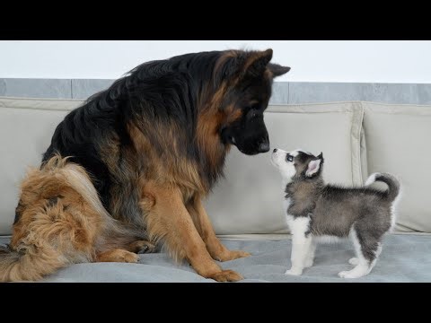 German Shepherd’s Heartwarming Reaction To First Meeting With Husky Puppy