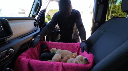 Ten missing puppies turned a dumpster rescue into a full investigation