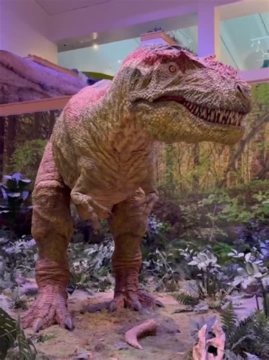 New Mexico is home to fossils from all three dinosaur eras — Triassic, Jurassic, and Cretaceous — offering a rare glimpse into the lives they once led 🦕🔍 Learn more about the dino collection at New Mexico Dino Museum, thanks to our friends from NMPBS! #pbs #learnontiktok #dinosaur #fossil #newmexico