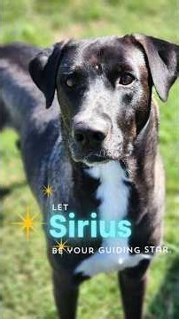 Sirius: the dog star 🌟 Could you be his answered wish? Find out at Fort Worth AC&C! #adoptdontshop