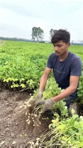 Peanut Harvesting: Farmer Pulls Groundnut Plants to Reveal Hidden Peanuts