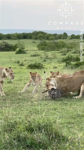 Lion Pride Successfully Hunt Warthog