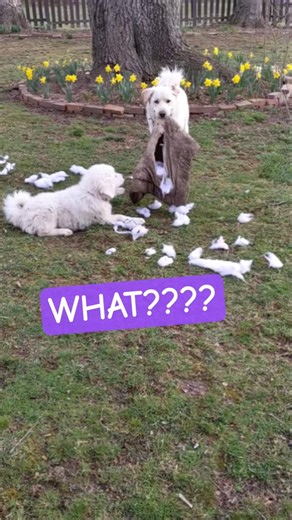 URGENT ALERT! BEWARE OF EXPLODING DOG BEDS! #puppy #pets #fun #greatpyrenees #dog#messi