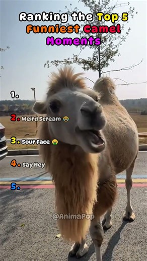 Laugh Out Loud Camel Moments You Won't Believe