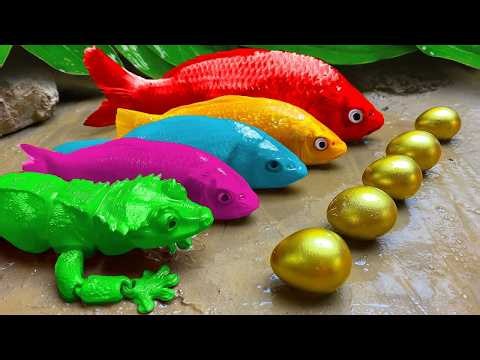 Catch beautiful aquarium fish in small pond: baby turtles, eels, pencil fish, guppies blu, iguanas.