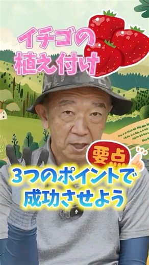 家庭菜園や農園のイチゴ栽培で10月植え付け成功ポイント3選！【農家直伝】#shorts