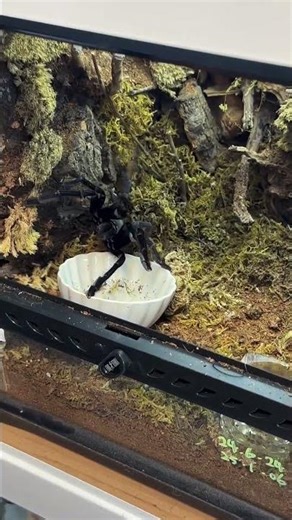 Quick Tarantula || ViralHog