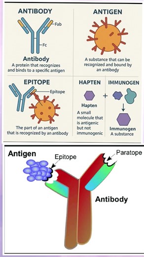 Epitope, Paratope, Hapten & Immunogen – Finally Explained! 🧠| Medical Short