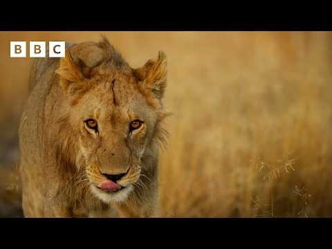 The making of a lion: Mathata’s journey | Big Cats 24/7 Series 2 - BBC
