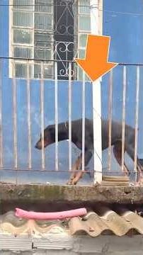 He Lived Restricted on a Small Balcony Until a Rescue Team Brought Him to Safety