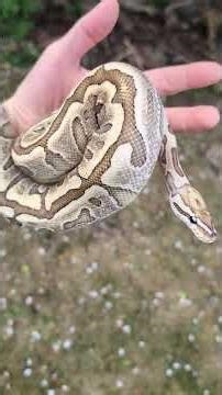 Underrated Ball Python Genes Stunning Bamboo!