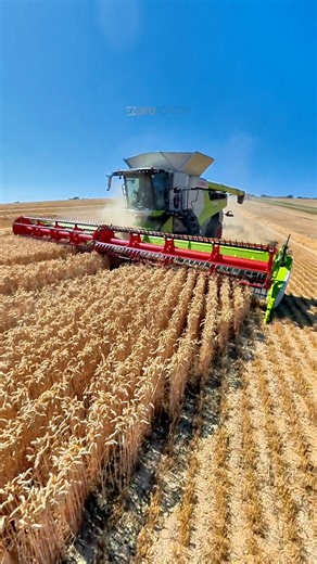 Harvesting Wheat with Andrew in the CLAAS lexion 8800 combine harvester at Barton & Co farmers | Pro Horizon Farming Content