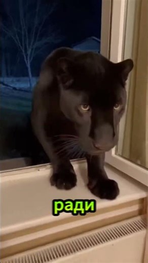 This black panther fights a grizzly bear to save her cub.