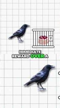 Crows Smarter Than You Think! Amazing Bird Intelligence