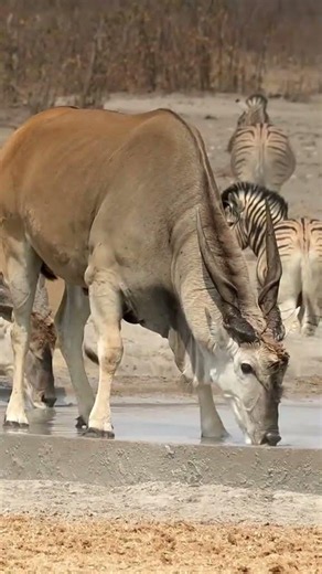 Elands grazing in Etosha Namibia #namibia #etsosha #eland #wildlife