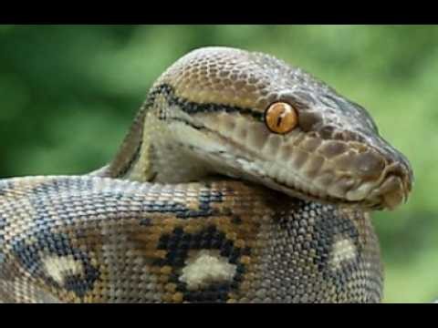 Could a Giant Reticulated Python Be Hiding in Florida Right Now?