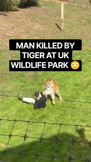 Man Dies After Tiger Attack at Yorkshire Wildlife Park