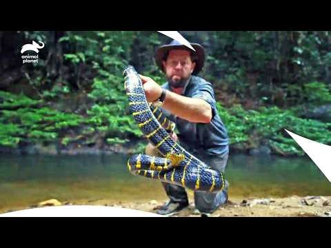 Forrest Galante in Search of These Extinct Animals | Extinct Or Alive S2 E9,10,1 | Animal Planet