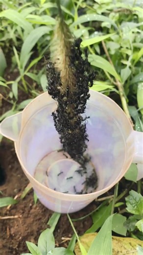 Battle war so cool - Venomous ants VS Alien cricket insect #animals #nature #cricket #entertainment | NaturalLife