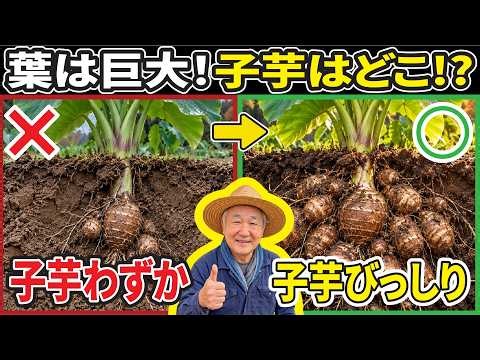 【里芋の収穫】失敗しない大収穫！最高に甘くなる時期の見極め・傷つけない掘り方・絶対に腐らせない保存術