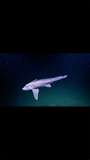 chimaera ghost shark #shorts #hewanunik #hiu