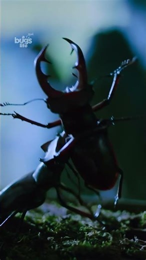 Step into the world of the stag beetle ✨ #ARealBugsLife #StepIntoWonder