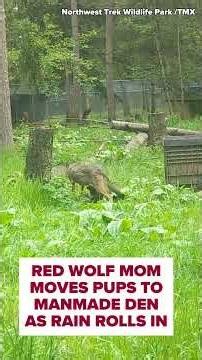 Red wolf mom moves pups to manmade den as rain moves in