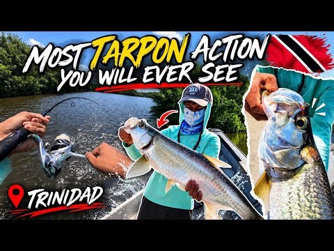Best Tarpon Fishing In The World - Trinidad & Tobago