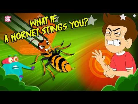 Can a Hornet Sting Be Dangerous? | What If a Hornet Stings You? | Hornets vs Humans | Dr. Binocs