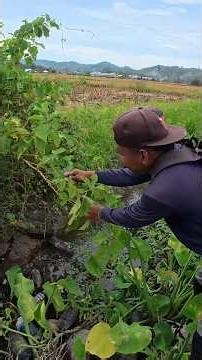 I was looking for a puddle of water but I got this fruit #KOOKIKO