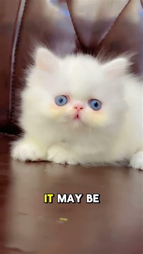 Stop Blaming Your Cat Understand Their Behavior #cat #pets