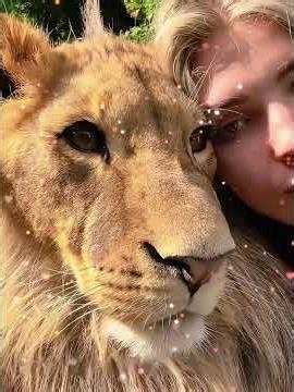 Abandoned runt cub raised with plushies! Returned as beast to save mom from pride!😭❤️#lion
