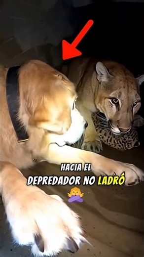 A Man Opens His Shelter from the Storm…#viralvideo #shortvideo