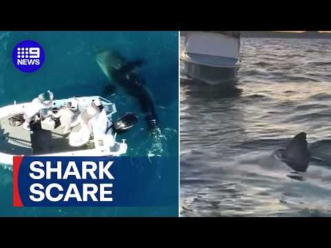 Great white shark captured lurking beneath boat off NSW coast | 9 News Australia
