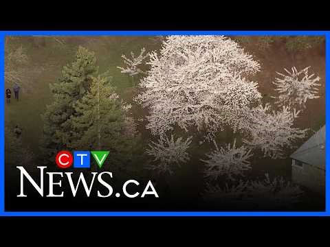 Cherry blossom season has arrived in Toronto