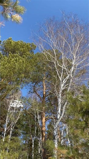 Videos from My Phone | Early Spring on Edge of the Forest