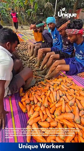 Carrot Cleaning: Workers Using Feet to Wash Mud off Harvested Carrots